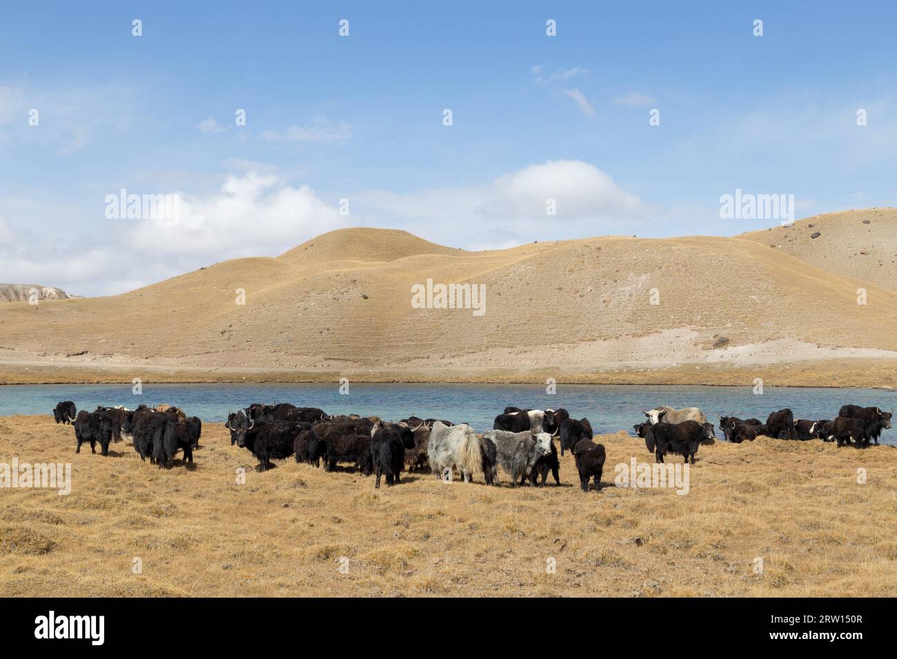 Eine Herde von Weideyaks am Tulpar-See in der Nähe von Sary-Mogul in Südkirgisistan Stockfoto