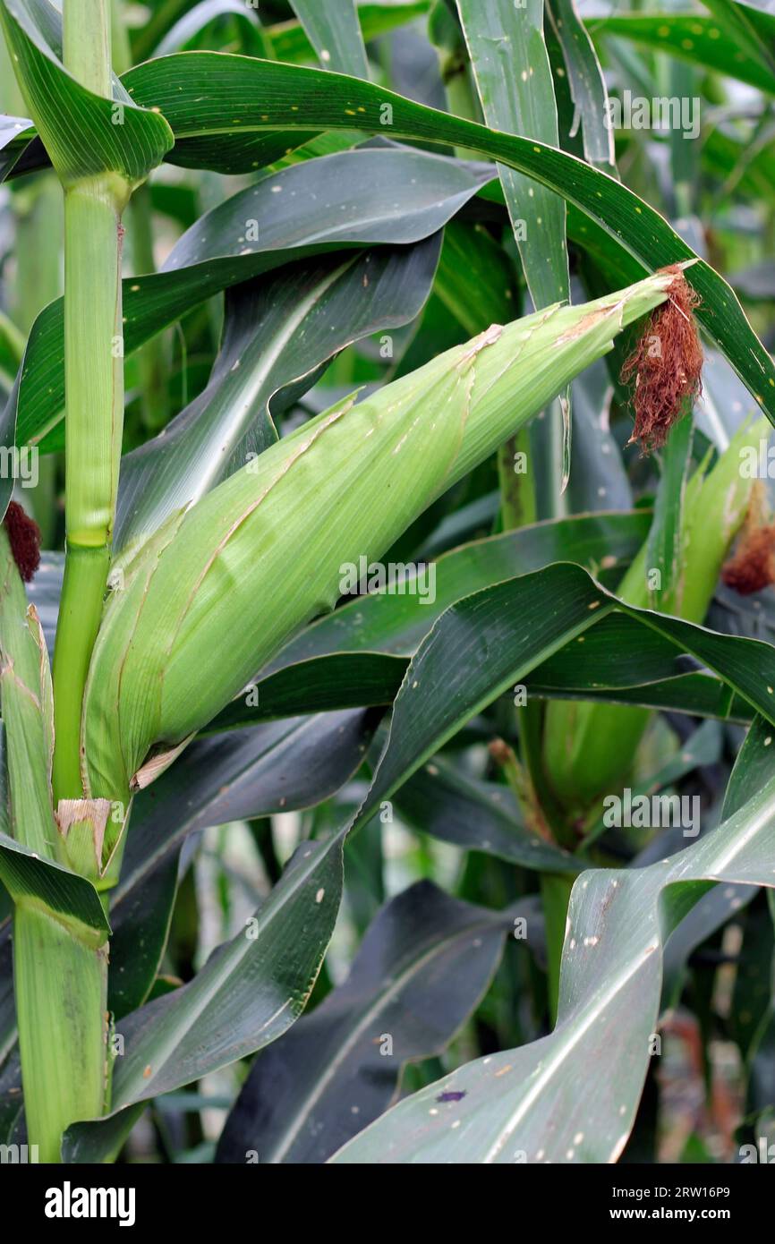 Maisfeld bereit für die Ernte. Sommerplantage Stockfoto