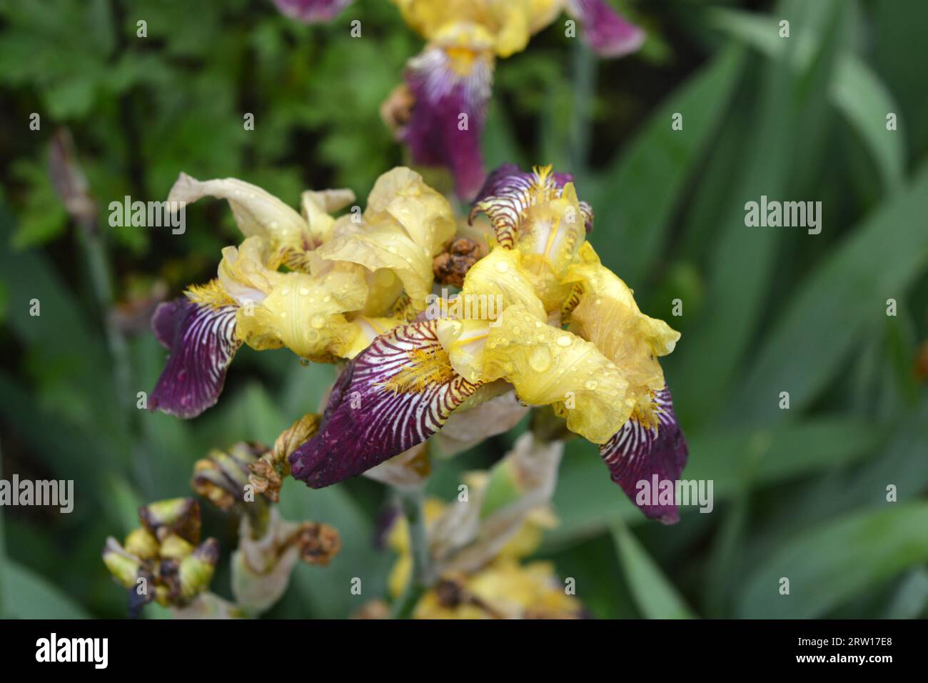 Sehr helle und farbenfrohe, reiche Straßenblumen, lila, rosa und gelbe Iris wachsen draußen und sind angenehm für das Auge. Stockfoto