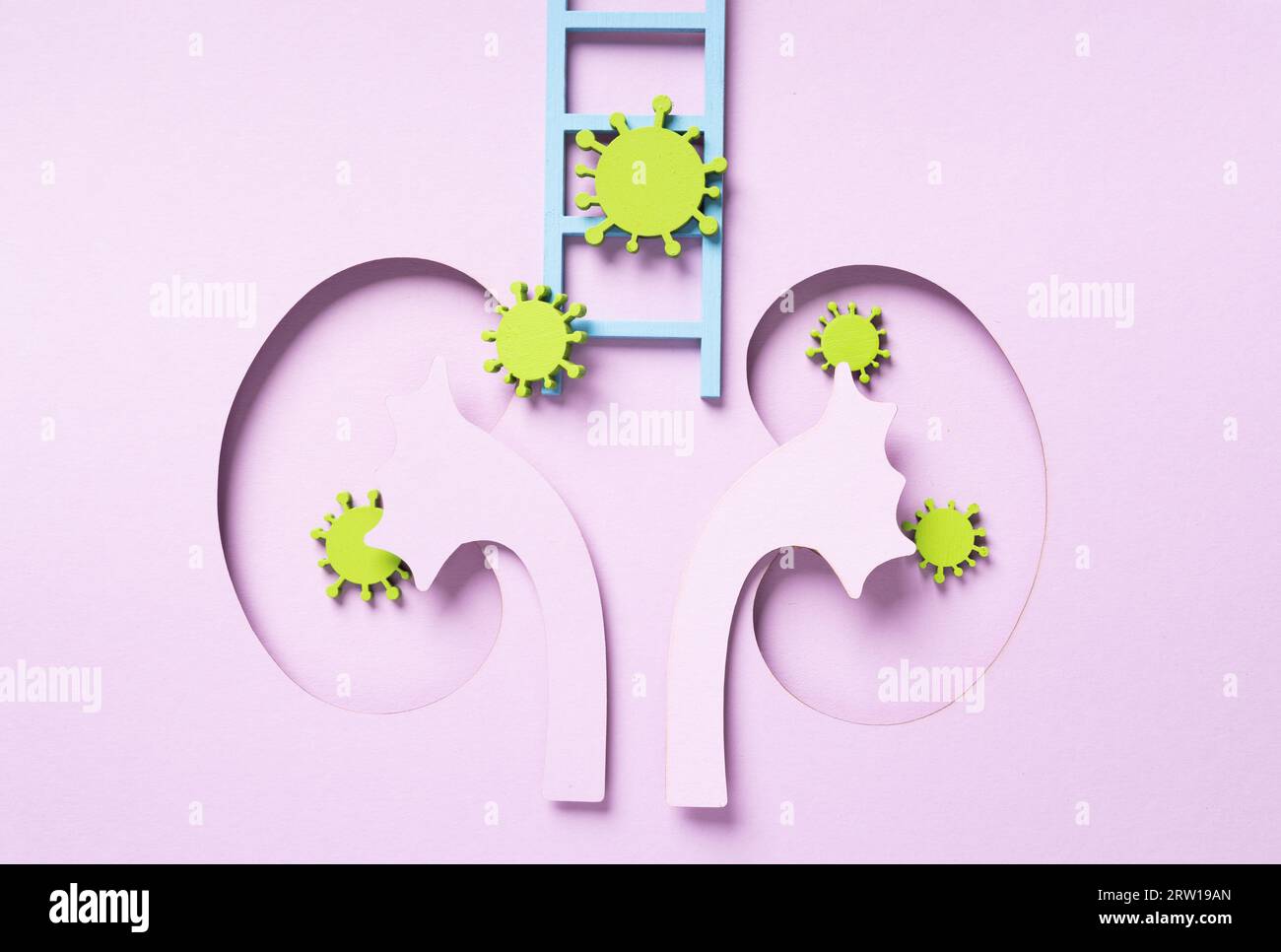 Weltnierentag. Nierenförmiges Papier. Nationaler Tag Der Organspende. Nierengesundheitskonzept. Banner mit Draufsicht. Infektion, Bakterien, Krankheit. Hochwertiger ph-wert Stockfoto