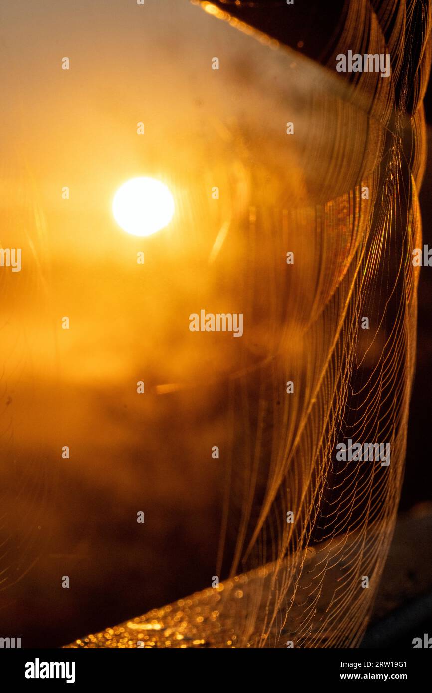 Untermerzbach, Deutschland. September 2023. Die Sonne geht zwischen zwei Spinnennetzen auf, der Morgentau sammelt sich auf einem Brückengeländer. Ein sonniger Tag ist auf dem Vormarsch. Quelle: Pia Bayer/dpa/Alamy Live News Stockfoto