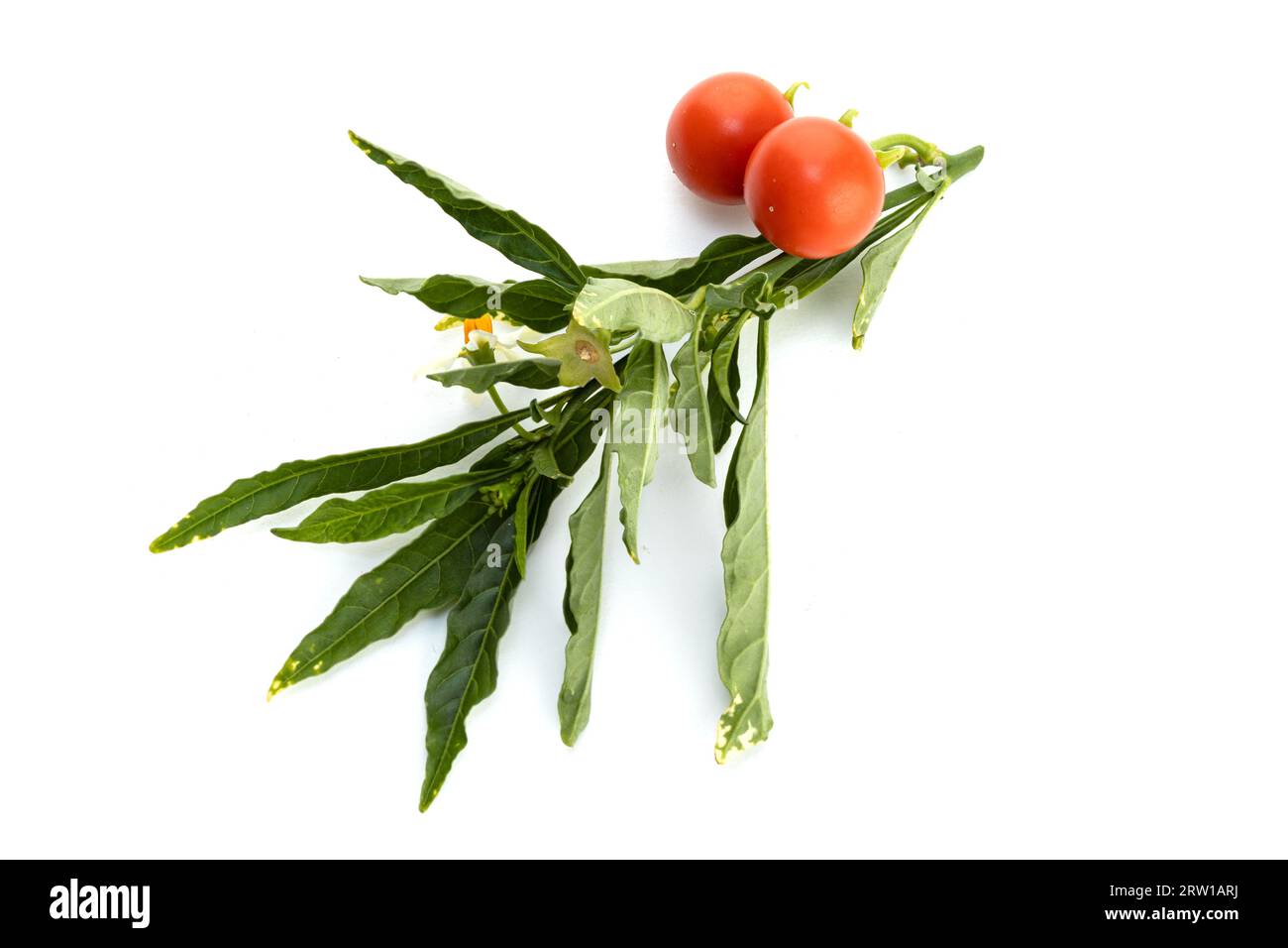 Solanum pseudocapsicum oder Jerusalem Kirschzweig isoliert auf weißem Hintergrund Stockfoto