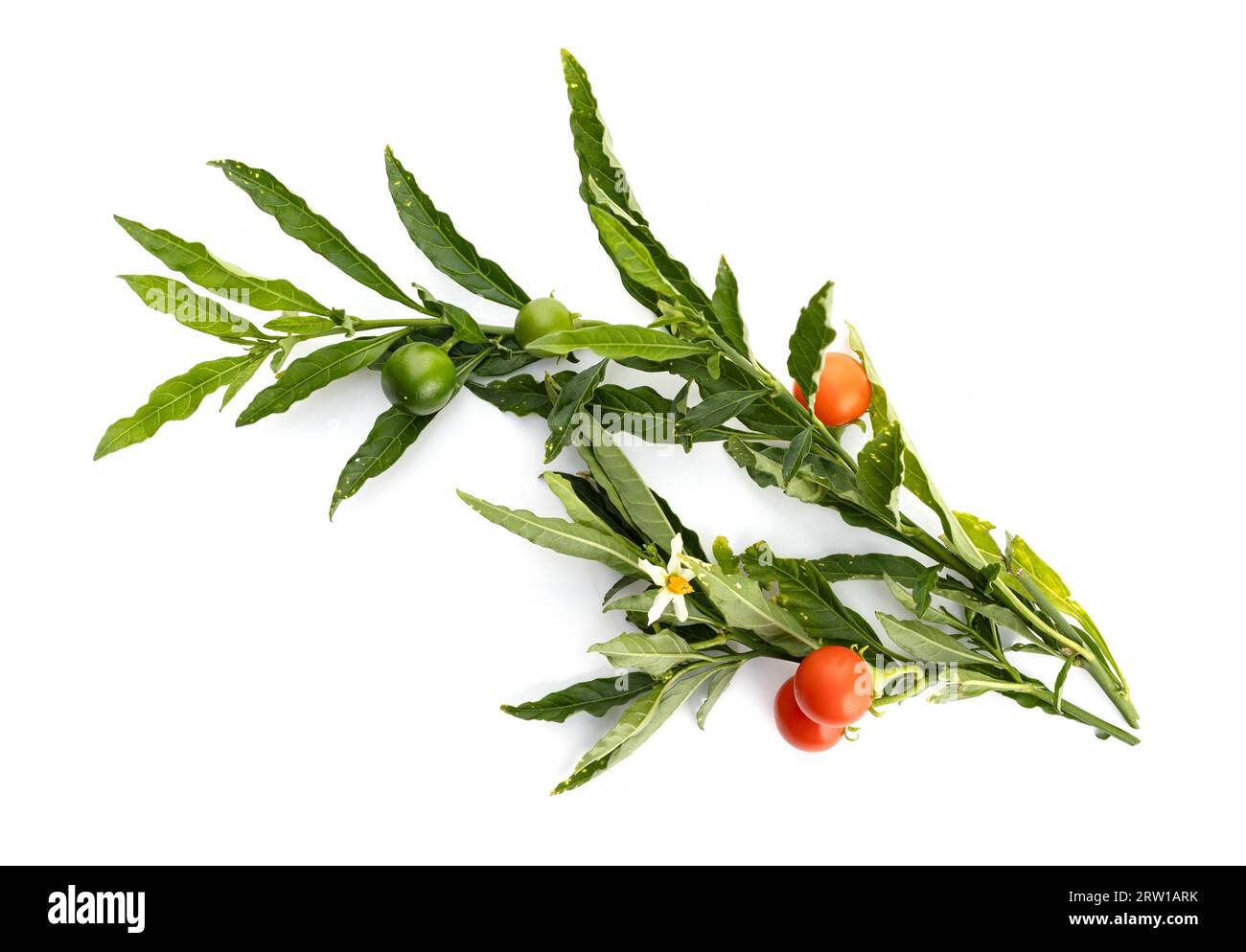 Solanum pseudocapsicum oder Jerusalem Kirschzweig isoliert auf weißem Hintergrund Stockfoto