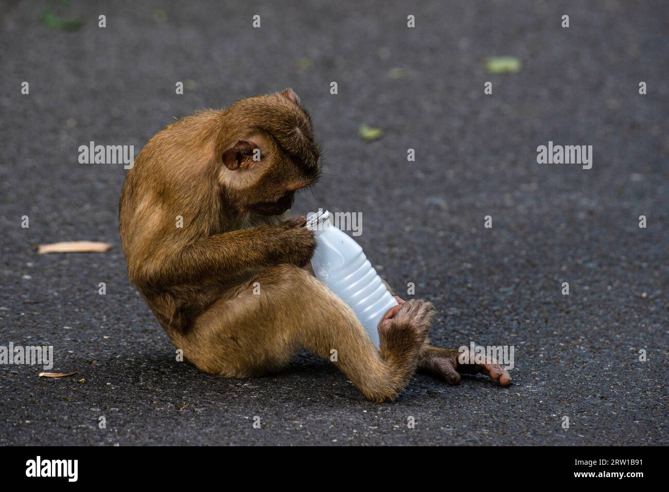 Ein junger Schweineschwanz-Makaken spielt mit einer weggeworfenen Plastiktrinkflasche Stockfoto
