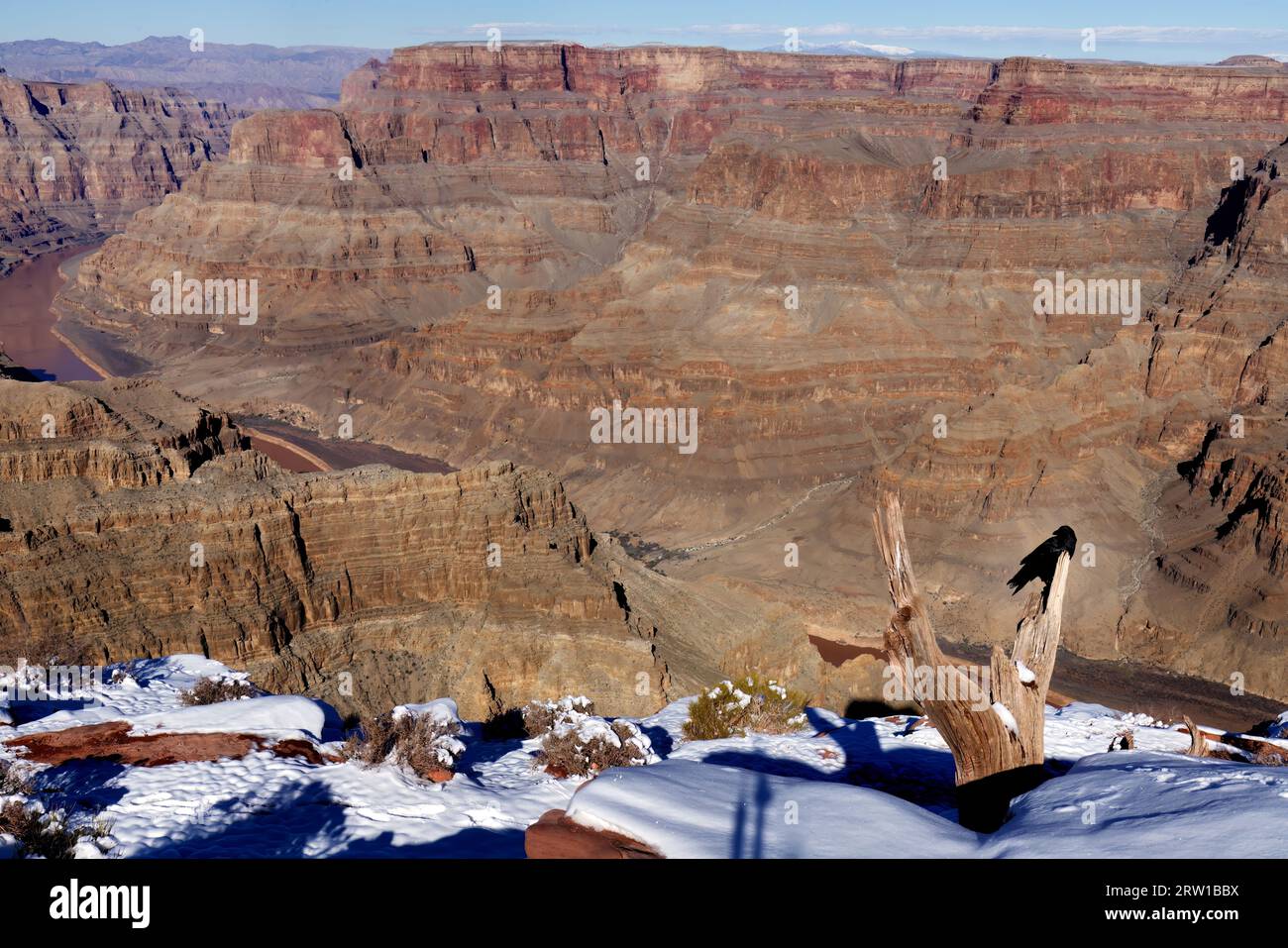 Mystischer Moment: Krähe auf dem Dead Tree mit Blick auf den Grand Canyon Stockfoto