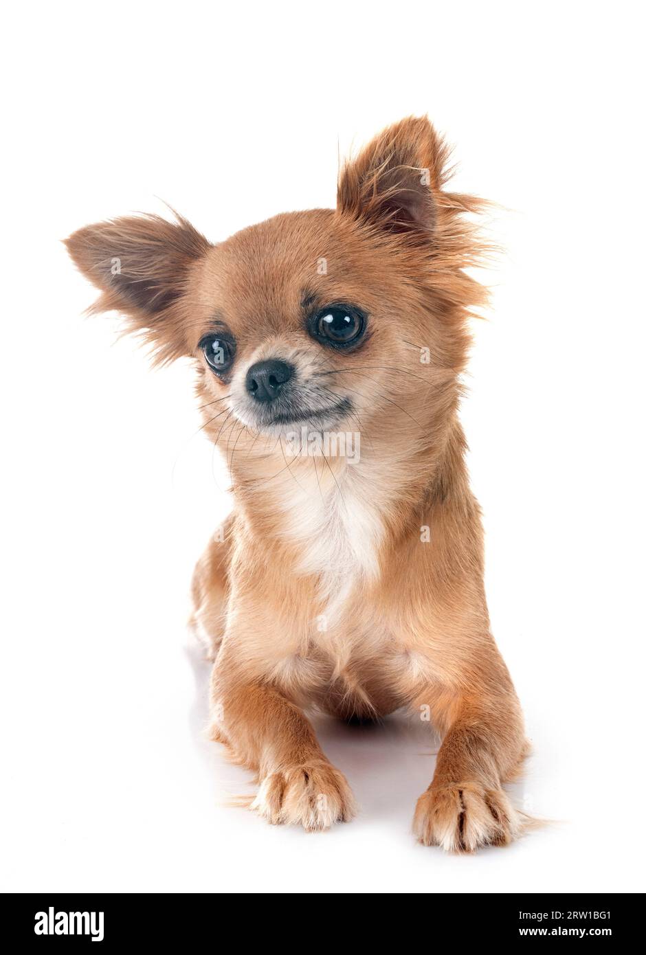 Little Chihuahua vor weißem Hintergrund Stockfoto