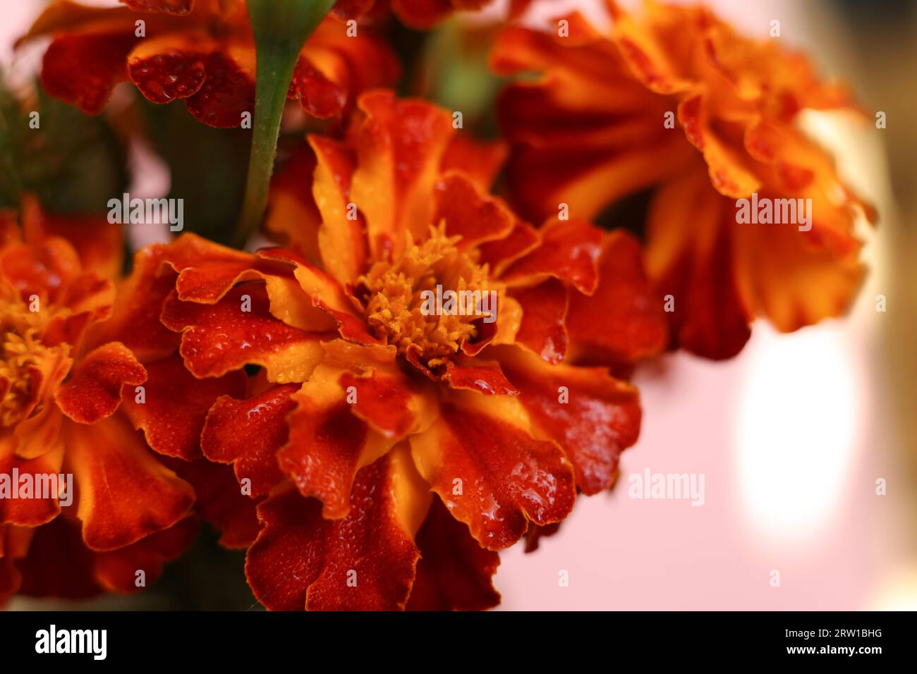 Selektiver Fokus leuchtend rot und orange Tagetes patula, die französischen Ringelblumenblüten Stockfoto