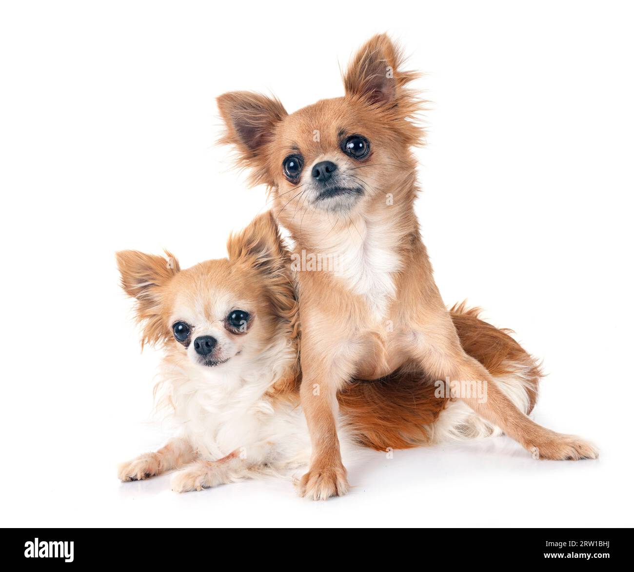 Wenig chihuahuas vor weißem Hintergrund Stockfoto
