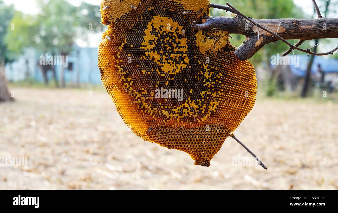 Honigwabe und Biene oder APIs florea auf Akazienbaum und verschwommenem Hintergrund. Detail der Wabenstruktur mit wilden APIs mellifera Carnica oder Western Honey Stockfoto