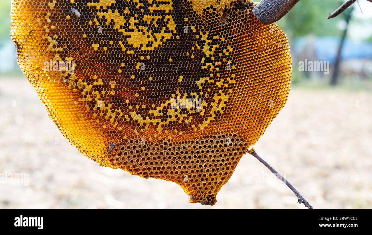 Honigwabe und Biene oder APIs florea auf Akazienbaum und verschwommenem Hintergrund. Detail der Wabenstruktur mit wilden APIs mellifera Carnica oder Western Honey Stockfoto