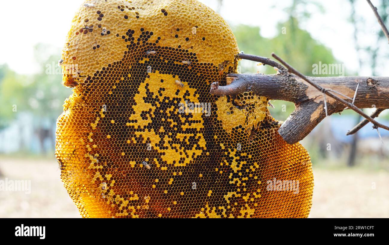 Honigwabe und Biene oder APIs florea auf Akazienbaum und verschwommenem Hintergrund. Detail der Wabenstruktur mit wilden APIs mellifera Carnica oder Western Honey Stockfoto