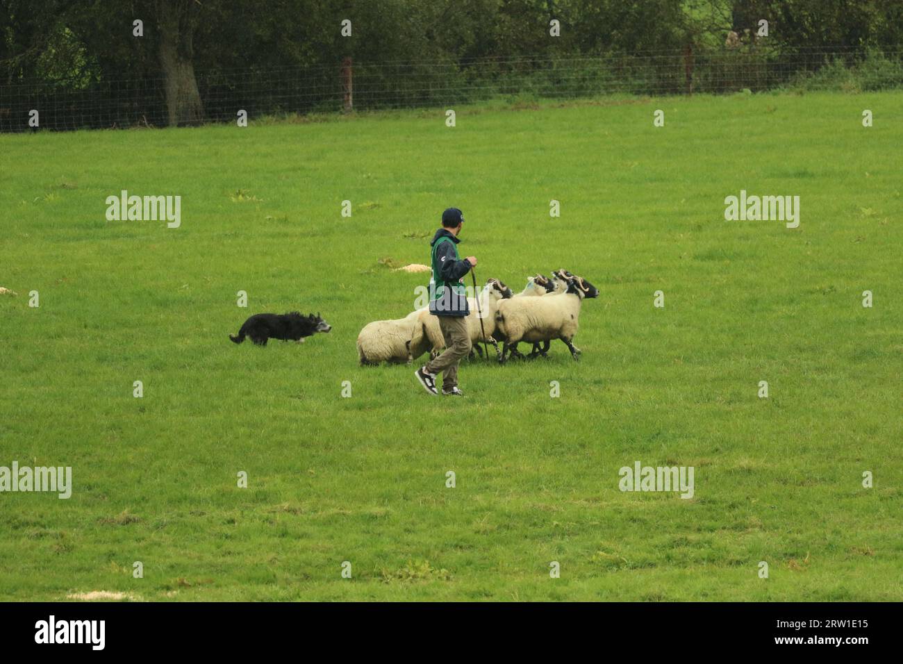 João Vitor Costa Schaf und Dog Maya nehmen am World Sheepdog Trials Young Handler Wettbewerb auf der Gill Hall Farm in Dromore, Nordirland, Teil Stockfoto