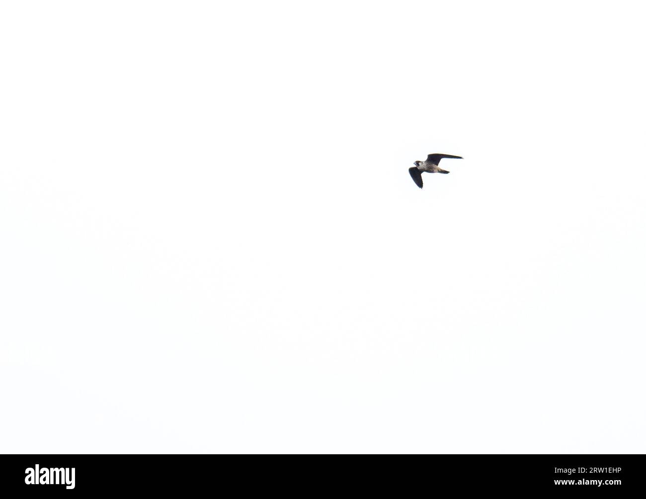 Ein Wanderfalke, Falco peregrinus in Ambleside, Lake District, Großbritannien. Stockfoto