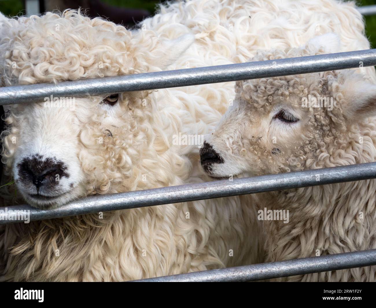 Graugesichtige Dartmoor-Schafe, die auf der jährlichen Landwirtschaftsmesse Broughton in Furness in Cumbria, Großbritannien, ausgestellt werden. Stockfoto