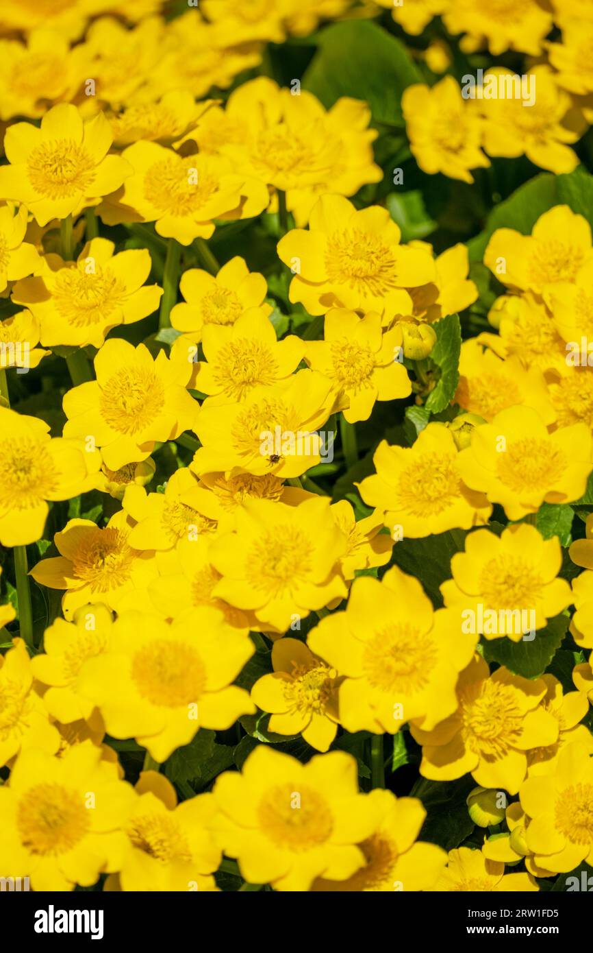 19.04.2023, Deutschland, Bremen, Bremen - Marsch-Ringelblume, mag nasses Gelände und ist giftig. 00A230419D017CAROEX.JPG [MODELLVERSION: NICHT ZUTREFFEND, P Stockfoto