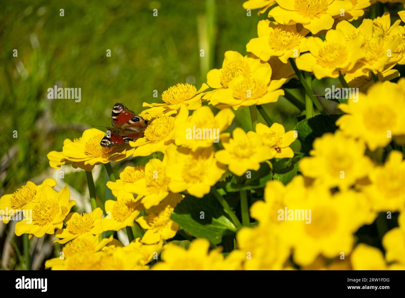 19.04.2023, Deutschland, Bremen, Bremen - Marsch-Ringelblume, mag nasses Gelände und ist giftig. 00A230419D026CAROEX.JPG [MODELLVERSION: NICHT ZUTREFFEND, P Stockfoto