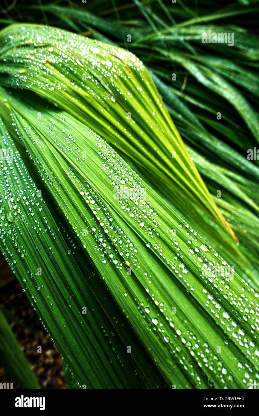 Kleine Wasserdiamanten auf den Blättern einer Gartenpflanze Stockfoto