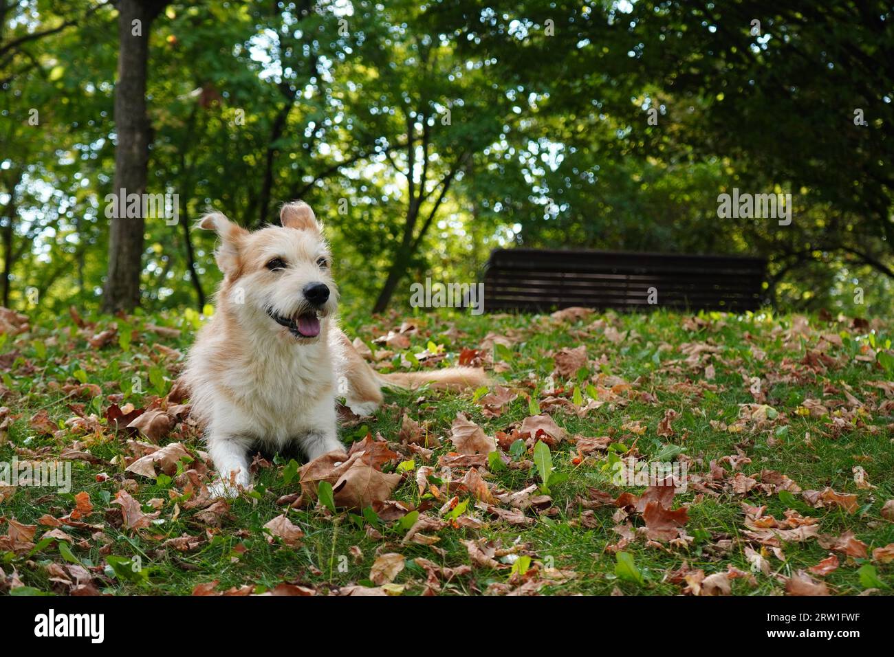 Niedlicher Hund, der auf Gras zwischen herbstlichen Blättern im Park sitzt Stockfoto