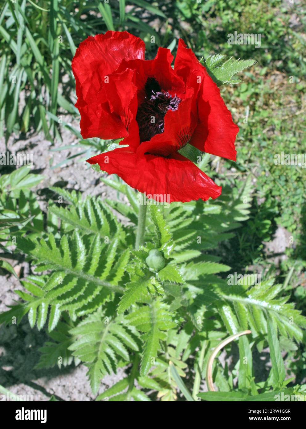 Papaver rhoeas, mit gebräuchlichen Namen, einschließlich Mohn, Maismohn, Maisrose, Feldmohn, flämischer Mohn, und rote Mohnblume. Stockfoto