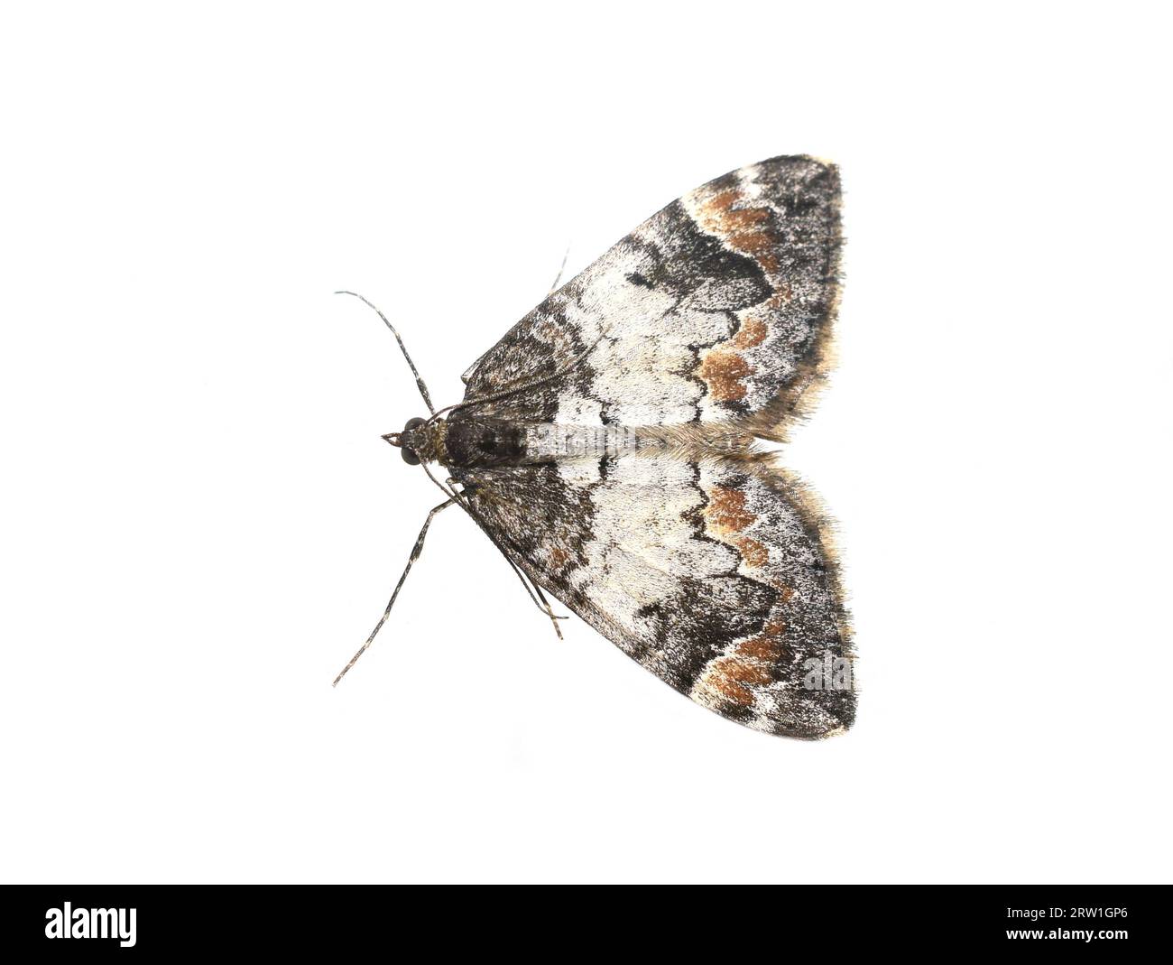Gemeine Marmorteppichmotte Dysstroma truncata auf weißem Hintergrund Stockfoto