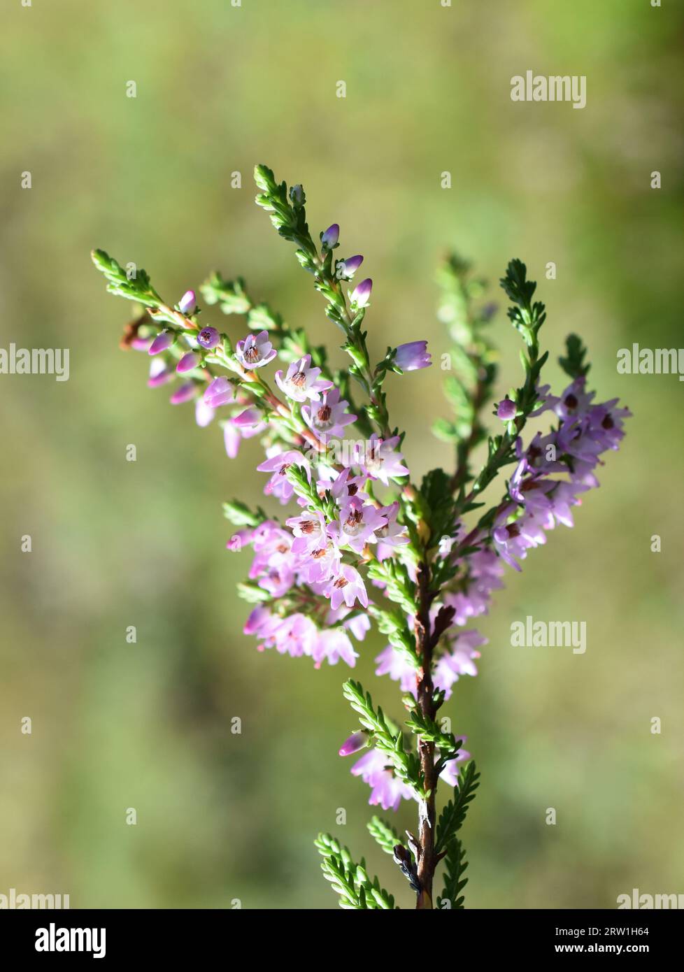 Calluna vulgaris gewöhnliche heiserne rosa Blüten auf grünem Hintergrund Stockfoto