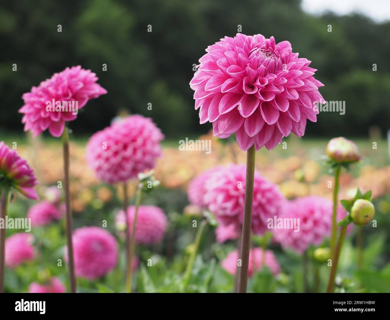 Ein Feld mit rosa Dahlien Stockfoto