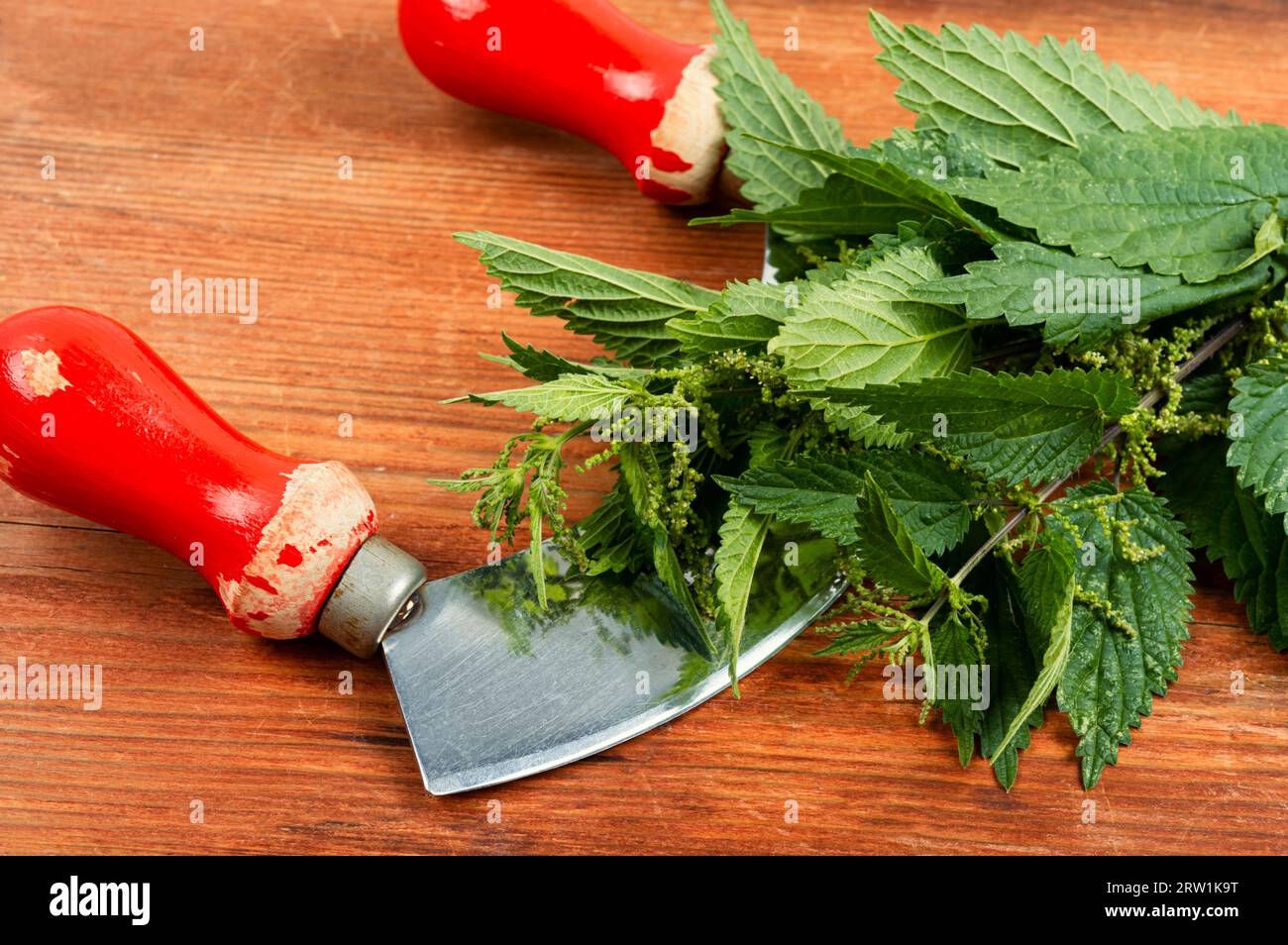 Schneiden Sie die Buchse mit frischem Brennnessel- und Grasmesser ab. Büsche aus Brennesseln auf rustikalem Holztisch. Stockfoto