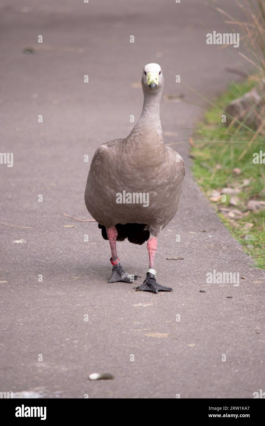 Die Kapbarren-Gans ist eine sehr große, hellgraue Gans mit einem relativ kleinen Kopf. Es hat Reihen großer dunkler Flecken in Linien über den Schultern und Stockfoto