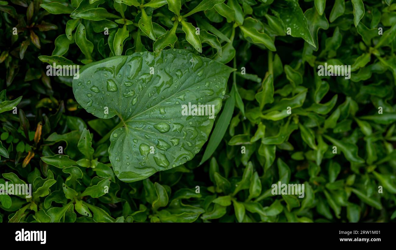 Grüne Blätter mit Wassertropfen im Garten. Natürlicher grüner Hintergrund. Stockfoto