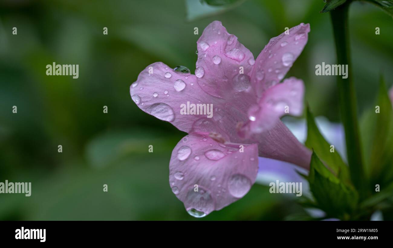 Glitzernde Schönheit: Wassertropfen aus der Nähe auf hellvioletten Blütenblättern Stockfoto