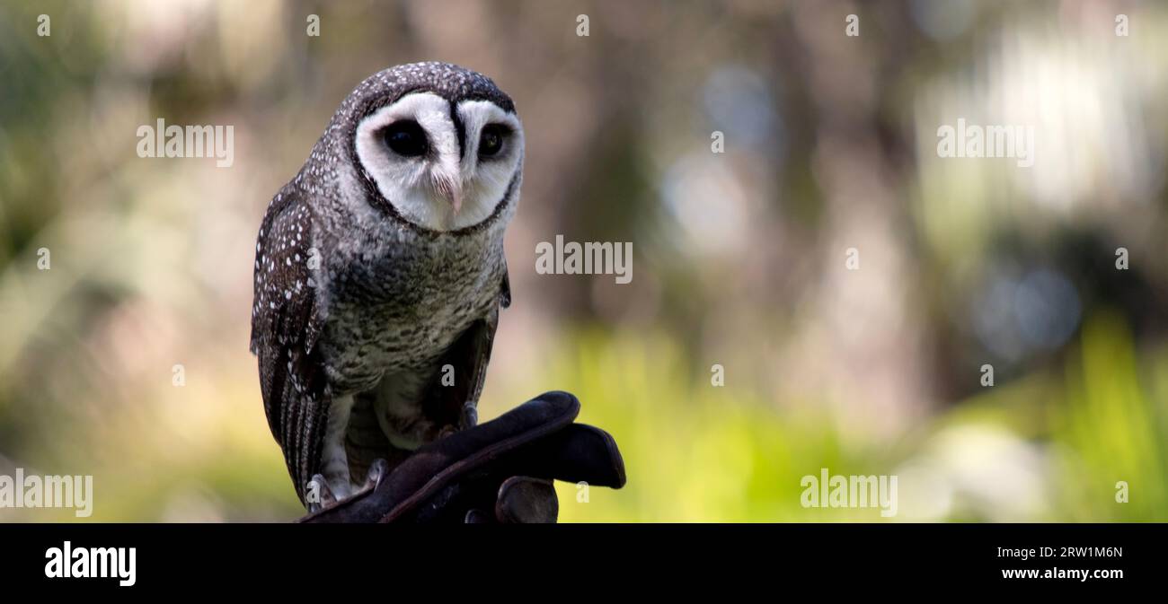 Die weniger rußige Eule hat eine dunkelrußgraue Farbe, mit großen Augen in einem grauen Gesicht, feinen weißen Flecken oben und unten und einem blassen Bauch. Stockfoto