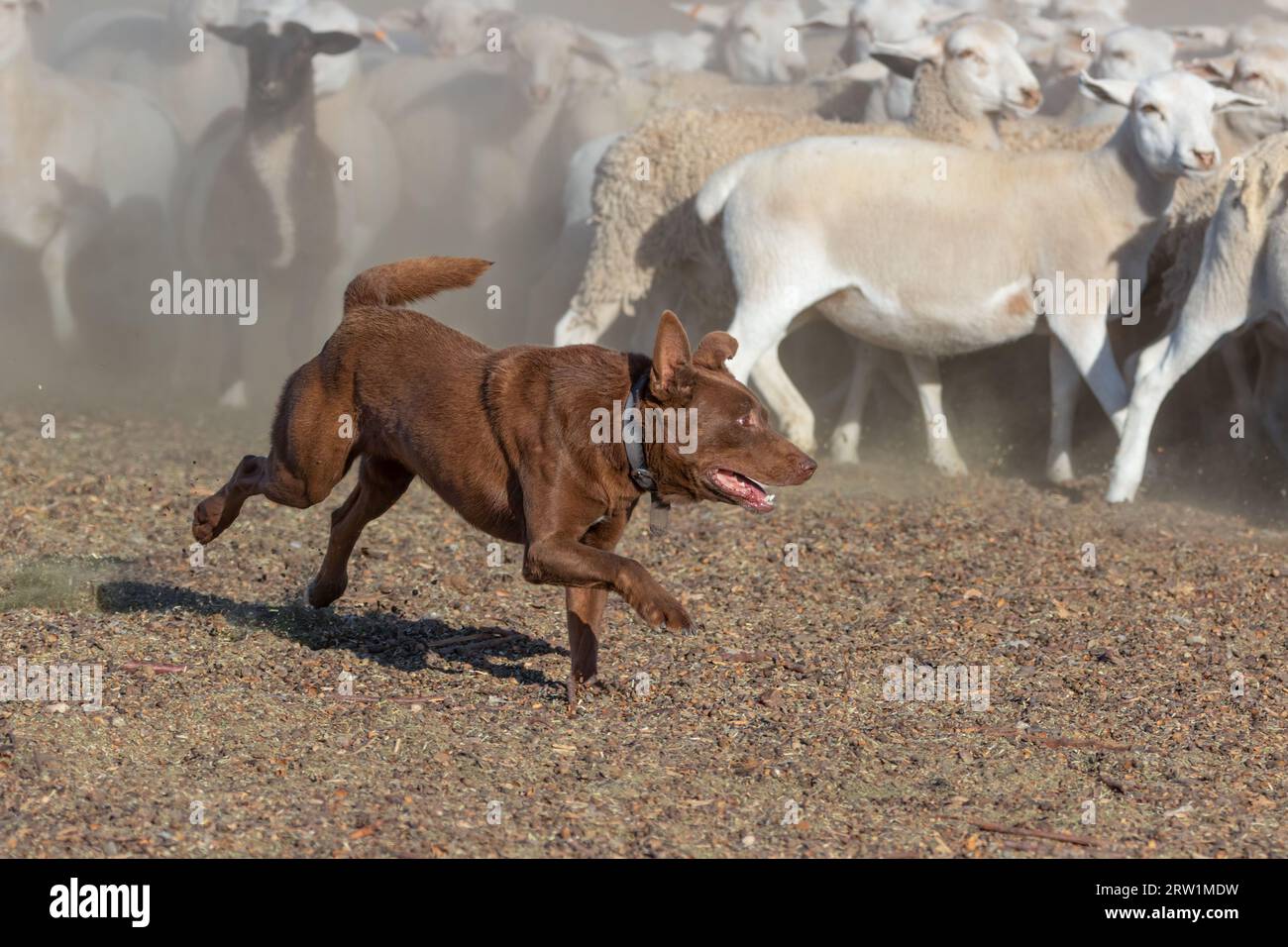 Australian Kelpie Dog Working Sheep Oil The Australian Outback. Stockfoto