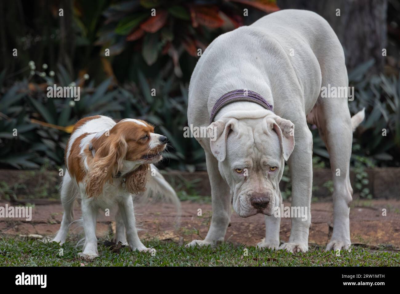 Eine amerikanische Bulldogge und ein König Charles Cavalier entwickeln eine ungewöhnliche Freindship. Stockfoto