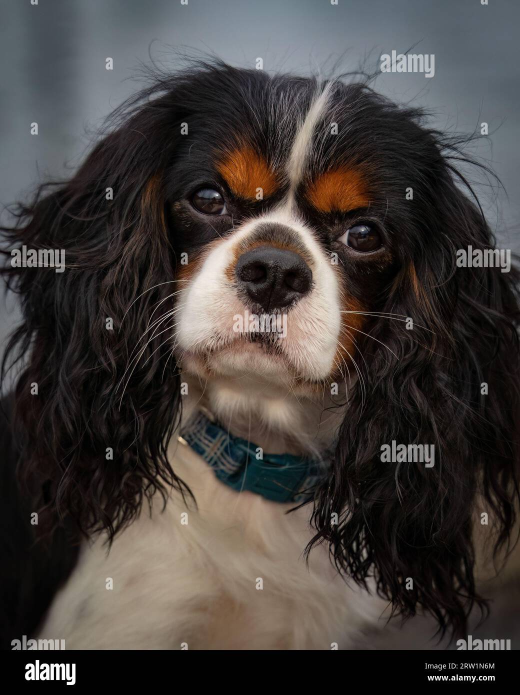 Ein Porträt eines wunderschönen dreifarbigen King Charles Cavalier. Stockfoto