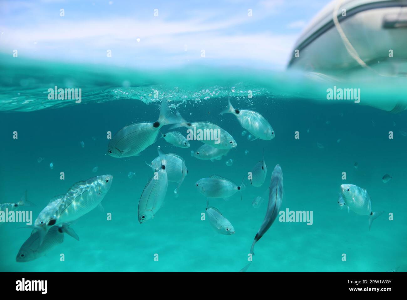 Geteilter Bildschirm, unter-über-Szene von gesattelter Meerbrasse direkt unter der Oberfläche des kristallklaren türkisfarbenen Meeres mit blauem Himmel, weißen Wolken und Schlauchboot. Stockfoto