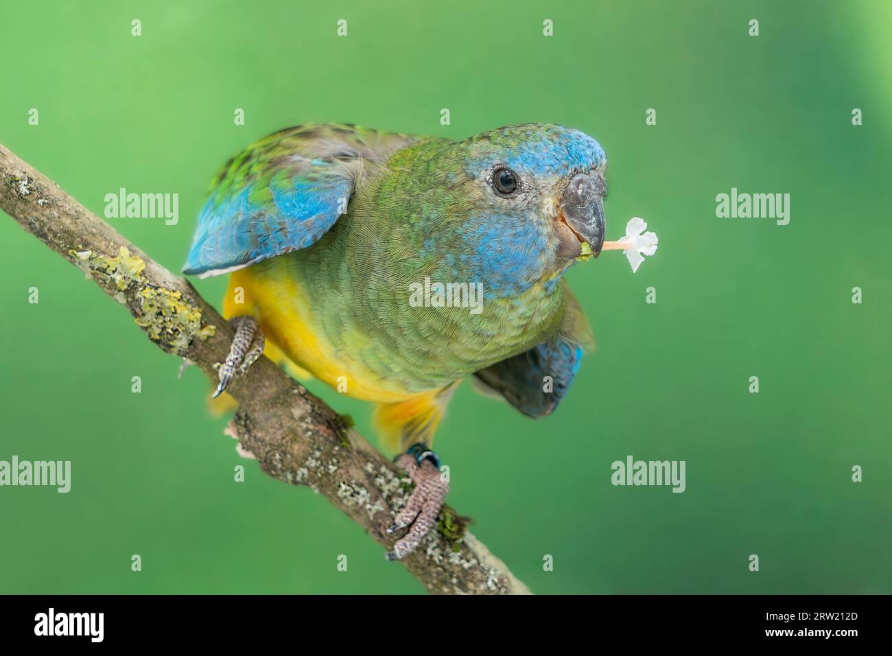 Der rote Papagei isst eine Blume Stockfoto