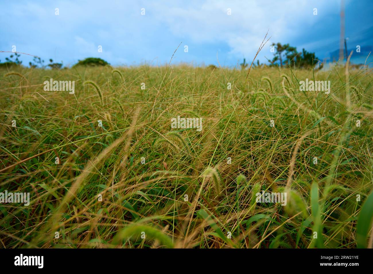 Eine Landschaft aus einem grasbewachsenen Feld, gefüllt mit Löwenzahn und einem blauen Himmel Stockfoto