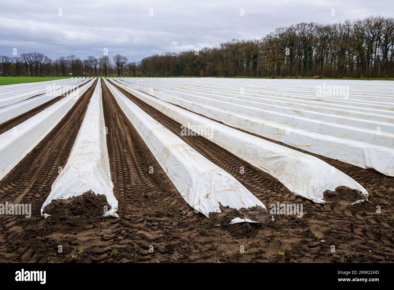 12.04.2023, Deutschland, Nordrhein-Westfalen, Wesel - Spargelfeld, Spargelanbau unter Folie, Spargelfolien, hier anlässlich eines Vortrags Stockfoto