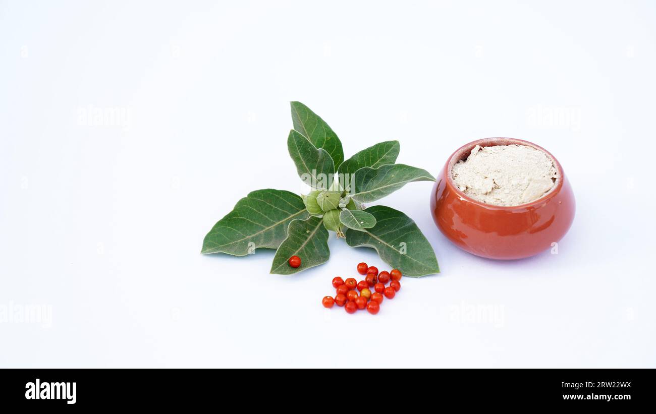 Withania-somnifera-Pflanze. Allgemein bekannt als Ashwagandha (Winterkirsche), ist eine wichtige Heilpflanze, die in Ayurved verwendet wurde. Indischer Ginseng Stockfoto