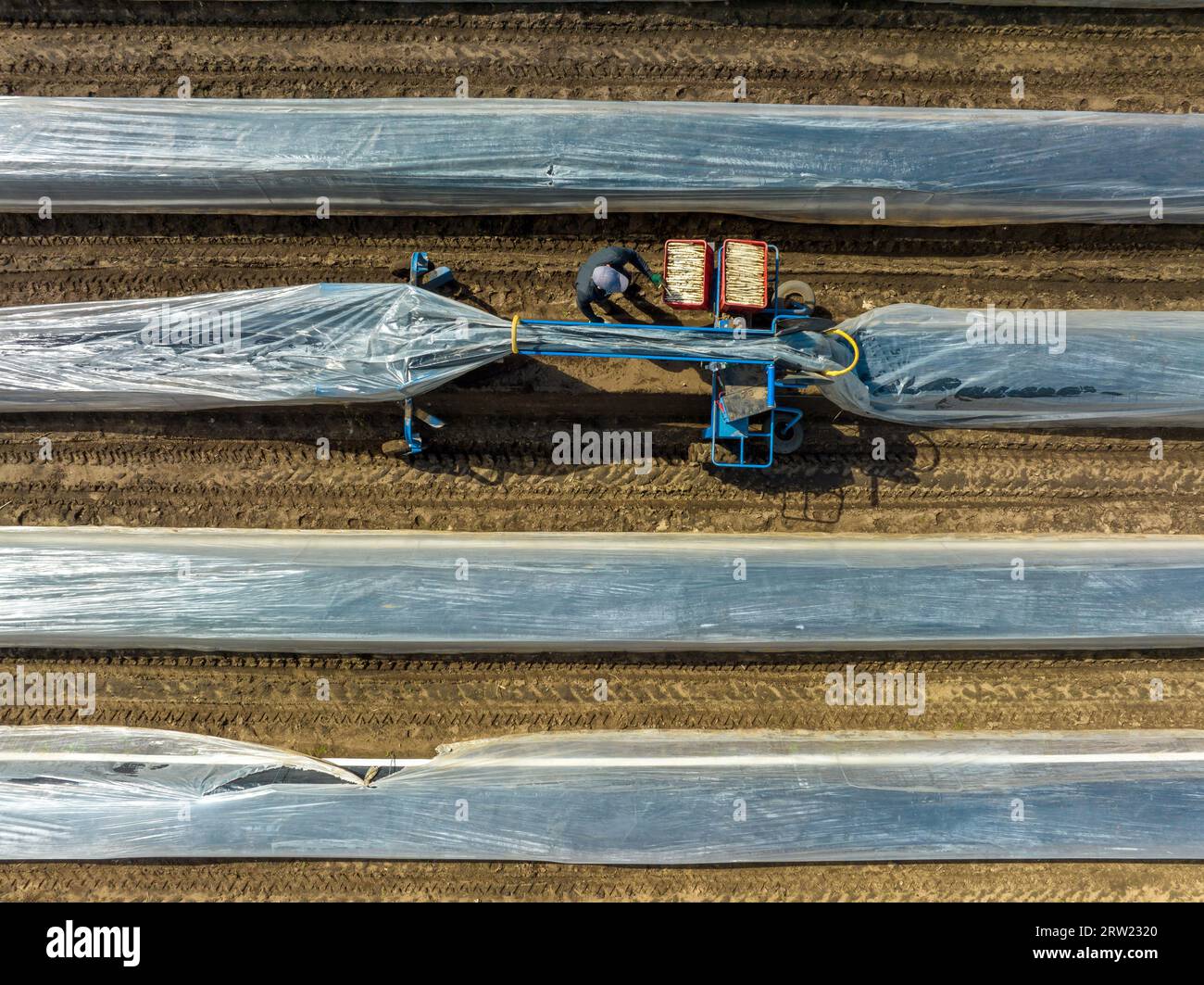 17.04.2023, Deutschland, Nordrhein-Westfalen, Wesel - Erntearbeiter aus Osteuropa ernten den ersten Spargel der Saison auf einem Feld. 00X2304 Stockfoto