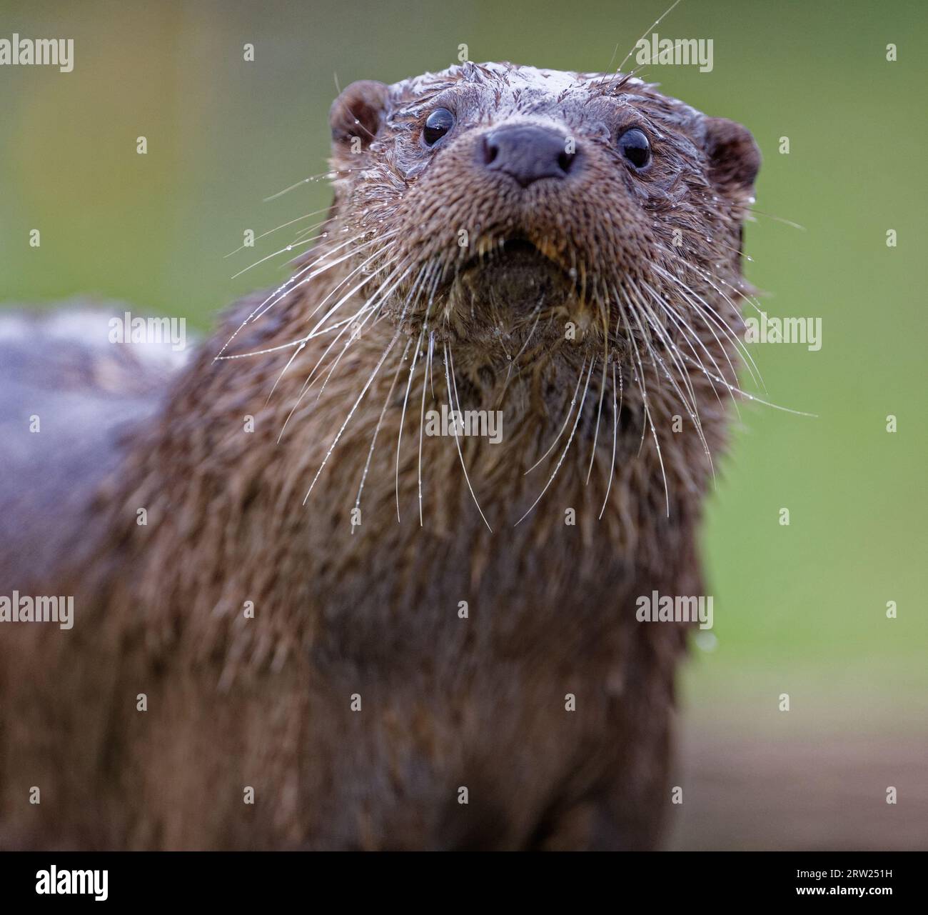 Eurasischer Otter (Lutra lutra) unreif mit nassem Fell. Stockfoto