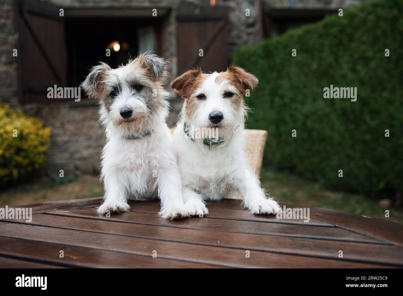 Konzept „Reisen mit Hunden oder Haustieren“. Zwei Jack russell in einem Landhaus Stockfoto