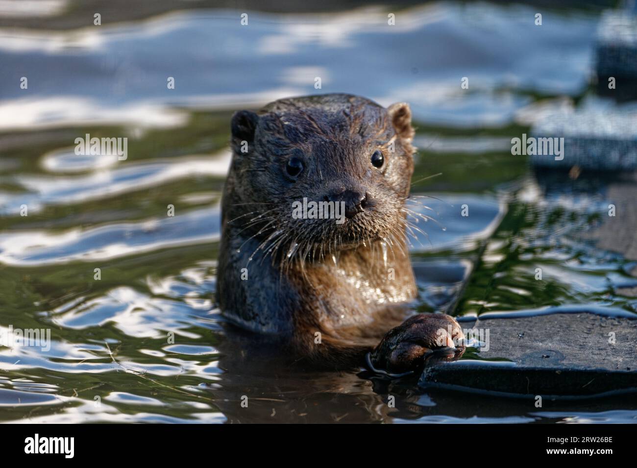 Eurasischer Otter (Lutra lutra) juvenile Tiere im Wasser, die an Bord schauen. Stockfoto