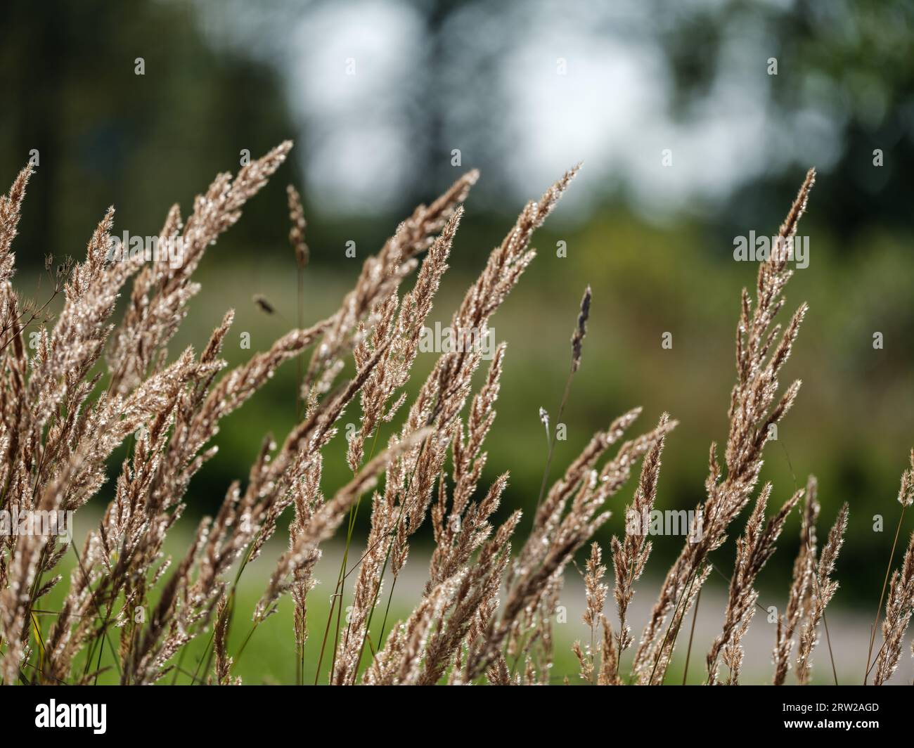 Natürliche Wiese im Sommer mit blühenden Blumen und verschwommenem Hintergrund Stockfoto