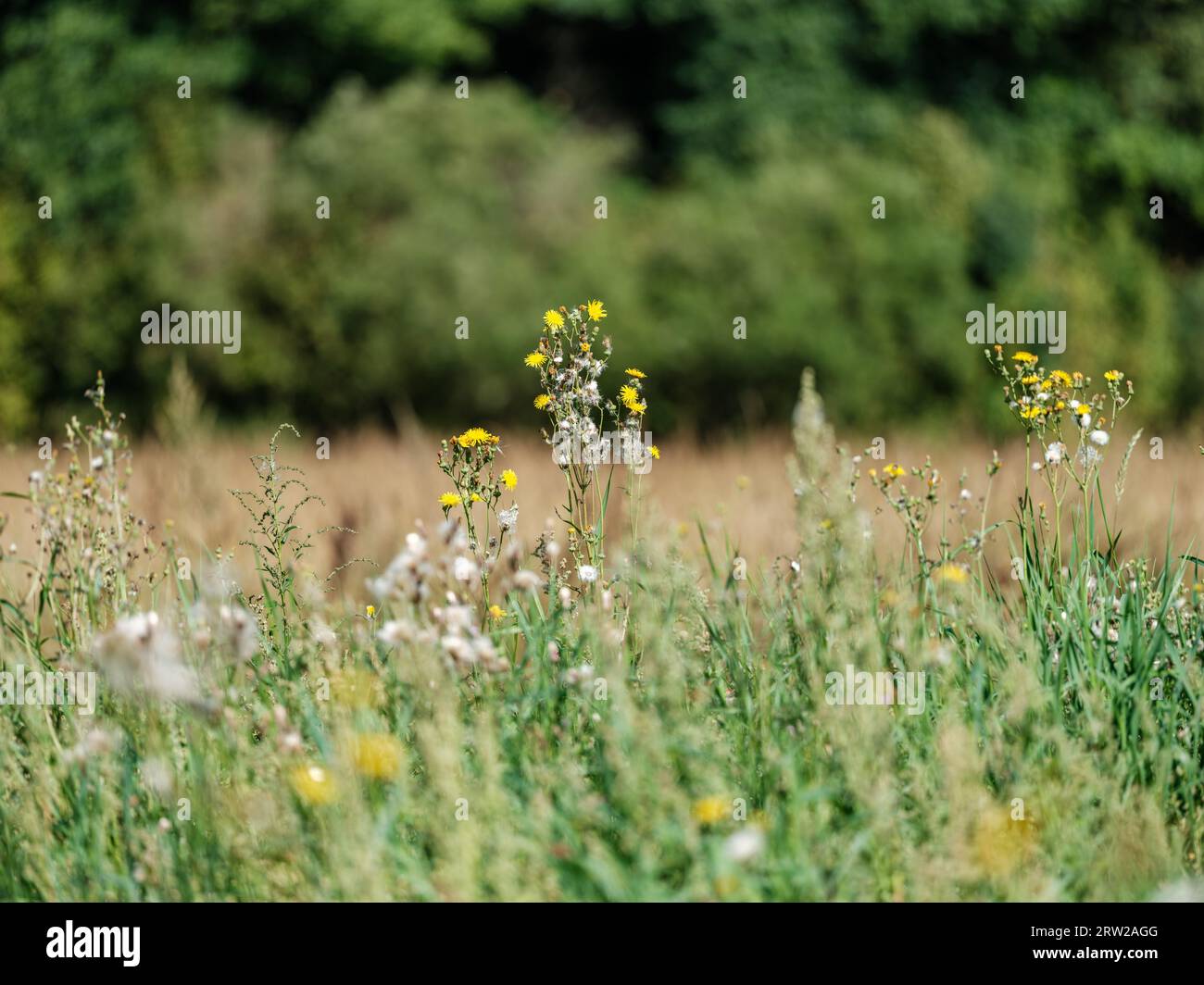 Natürliche Wiese im Sommer mit blühenden Blumen und verschwommenem Hintergrund Stockfoto