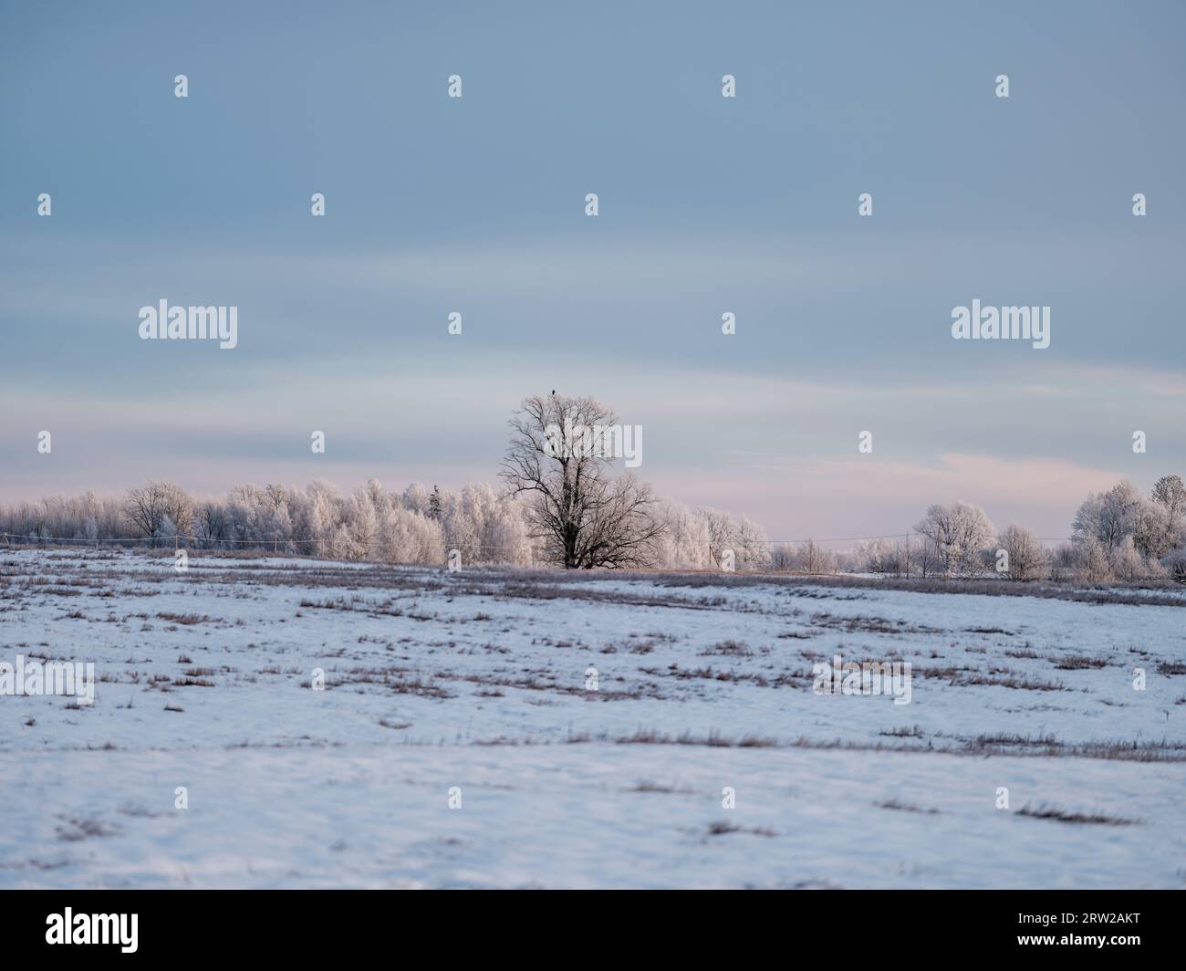 Schneebedeckte Felder mit gefrorenen Pflanzen und Tierpfaden an kalten Wintertagen Stockfoto