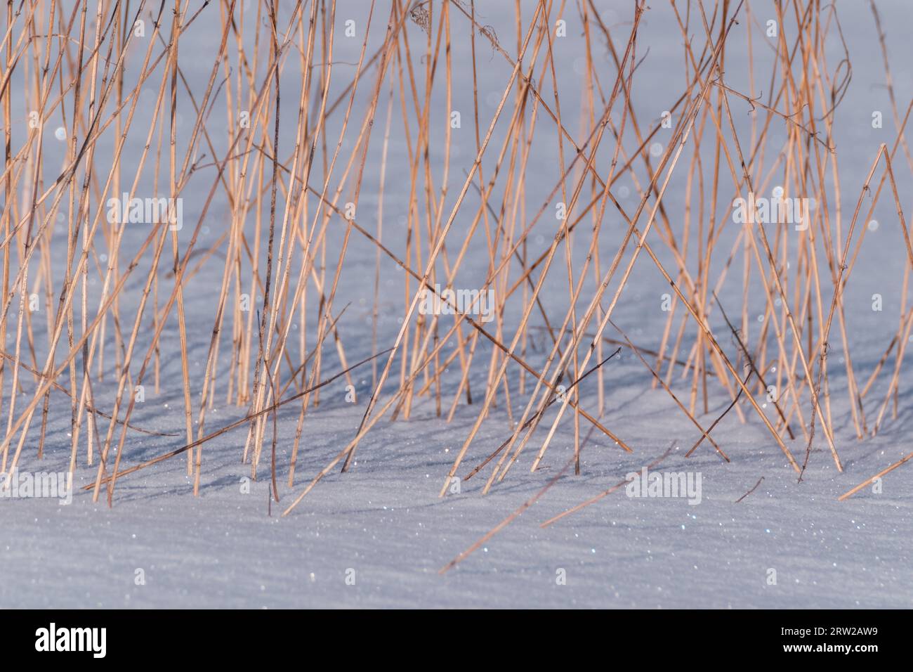 Schneebedeckte Felder mit gefrorenen Pflanzen und Tierpfaden an kalten Wintertagen Stockfoto