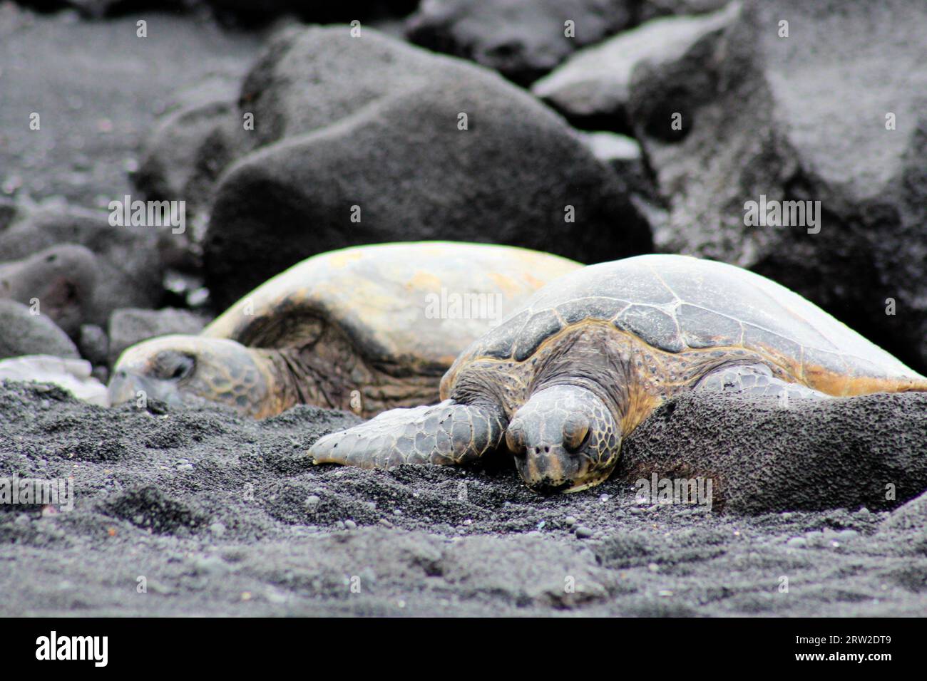 Schildkröten am Strand Stockfoto