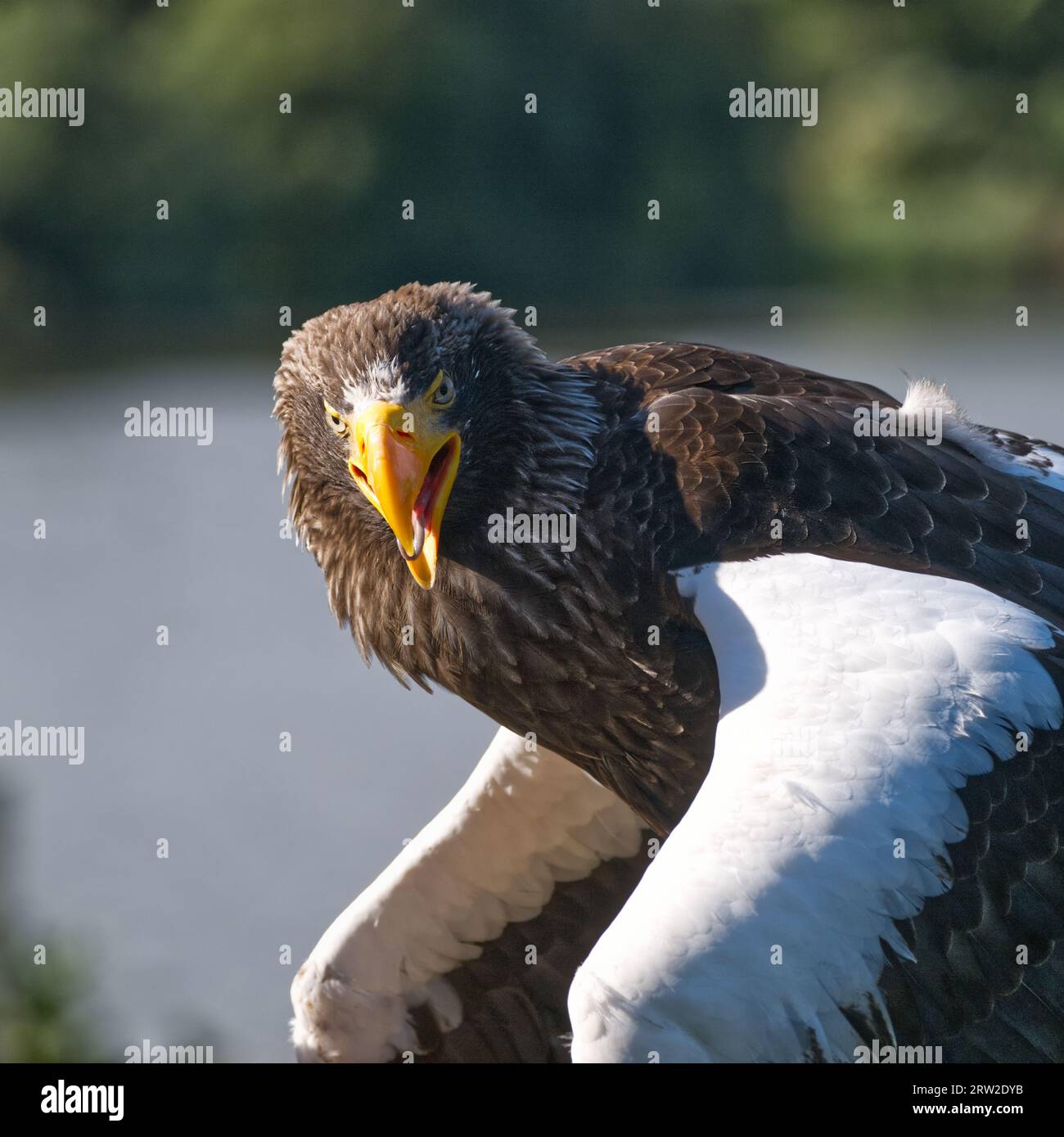 Steller's Sea Eagle Stockfoto