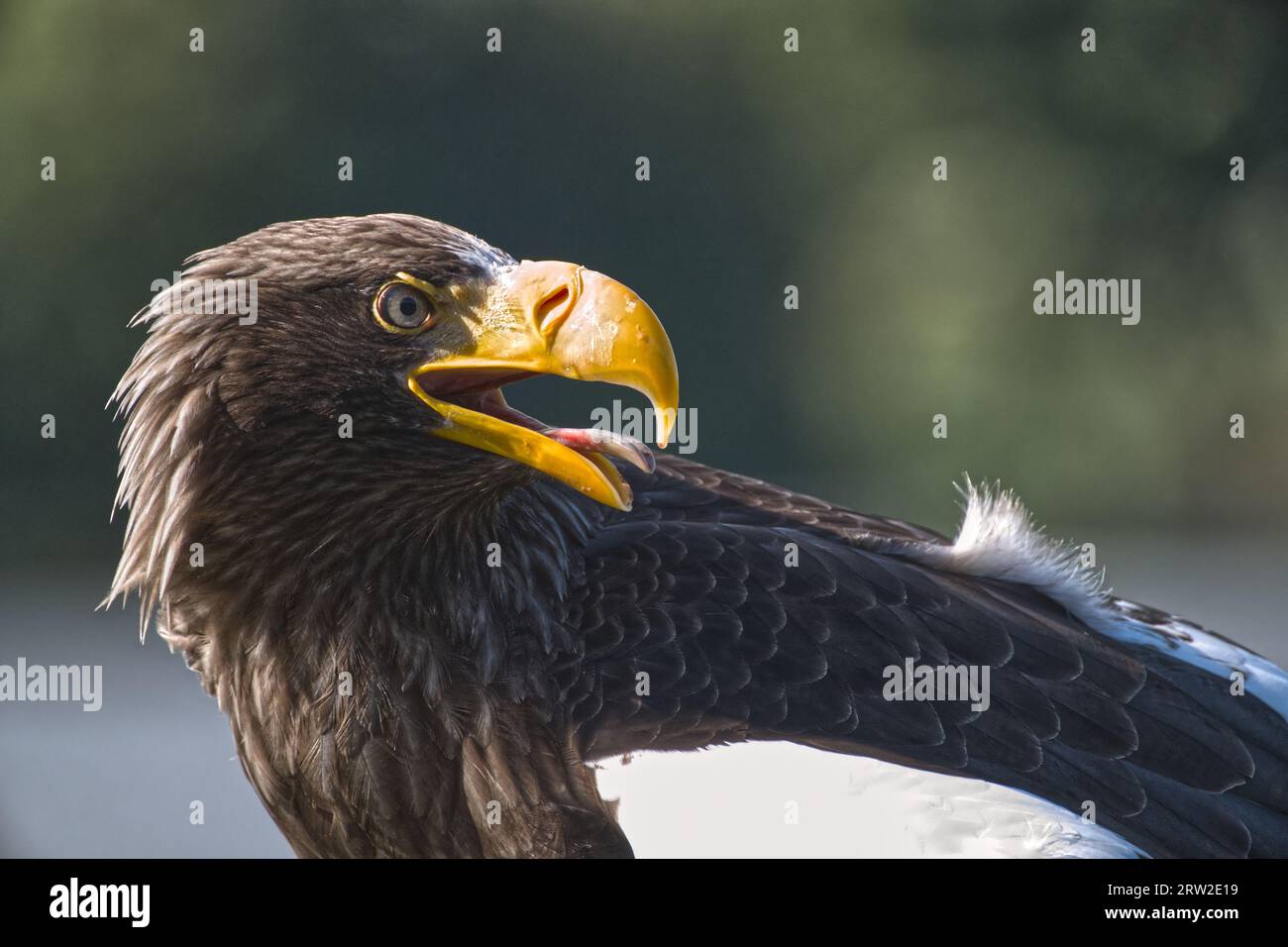 Steller's Sea Eagle Stockfoto